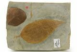 Wide Plate with Two Fossil Leaves (Two Species) - Montana #377957-1